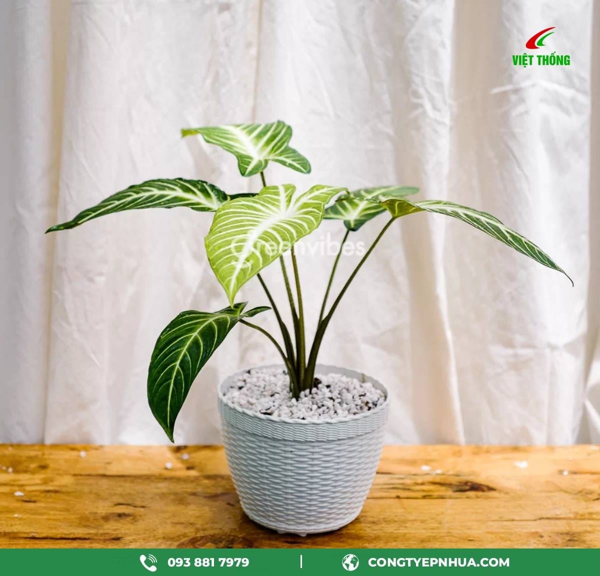 chậu nhựa để bàn